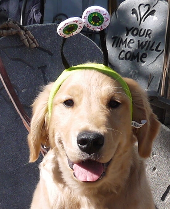 How to Make Halloween a Real Treat for Your Dog