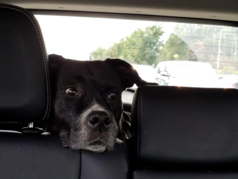 Tips that work when your dog is carsick