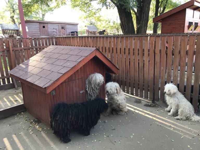 Dogs of Domonyvolgy, Hungary