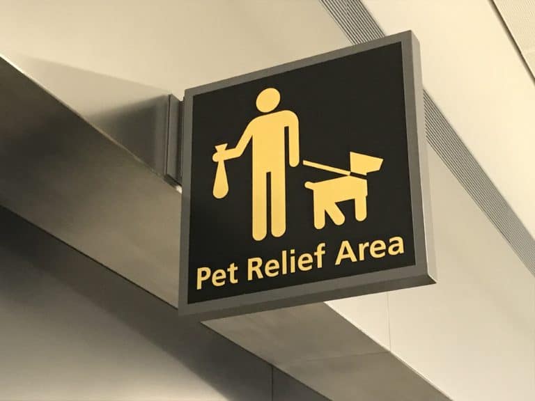 Why Teach Your Dog an Elimination Command