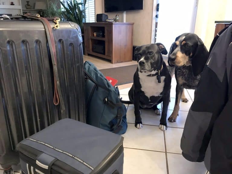 Thinking of traveling by car with your dog?  PREPARE