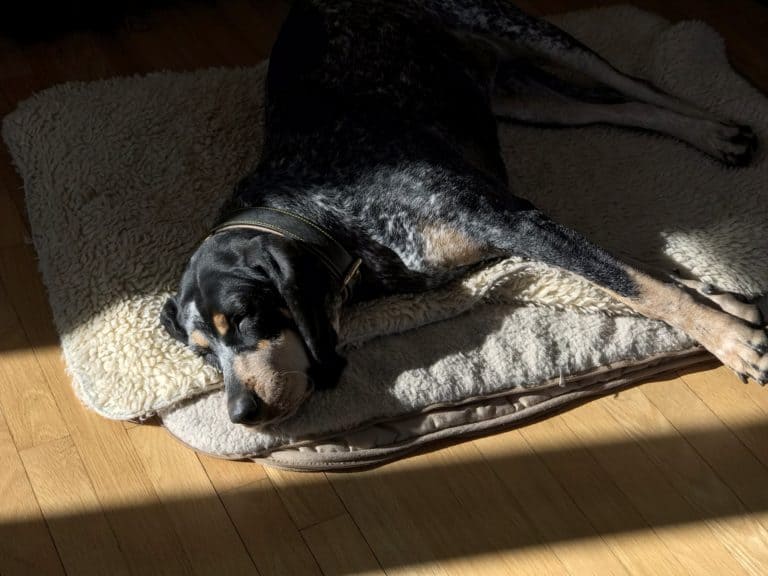 A dog bed that is easy to clean: Wash’n Zip Dog Beds