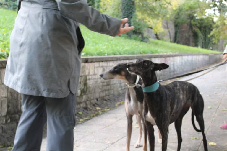 Do you know how to approach an unfamiliar dog?