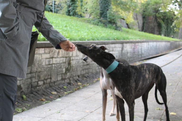 Dogs of Hungary: the breeds part 1