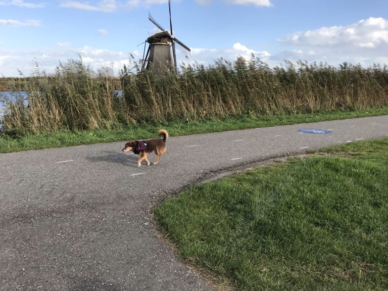 Dogs of the Netherlands part 1