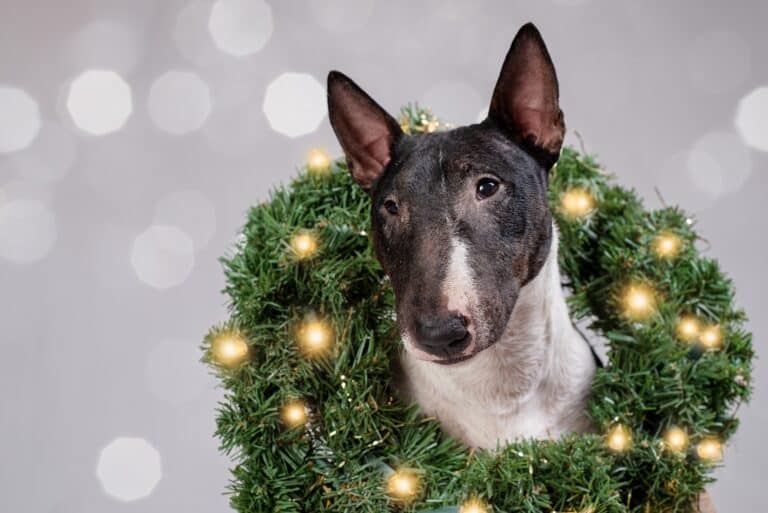 Canine Christmas Gift List 2021