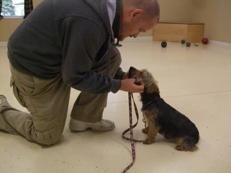 5 things to use to praise with your dog