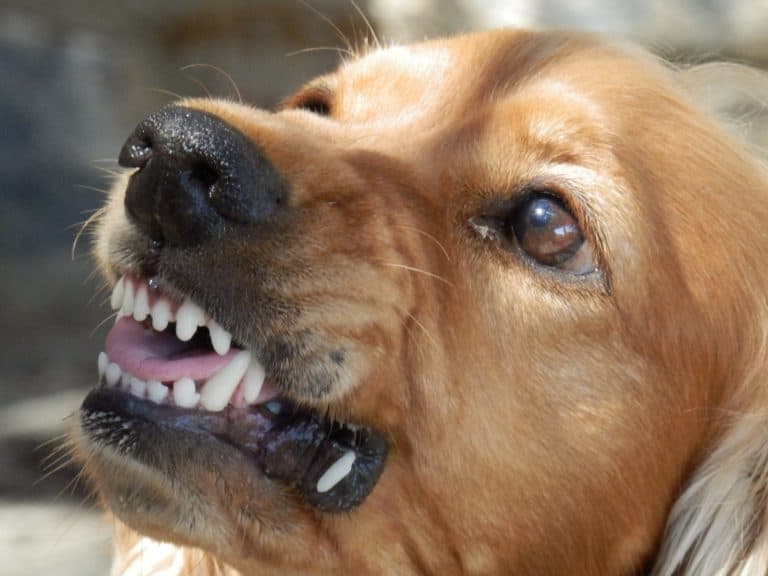 Understanding the Secret Language of Dogs: the dominant and aggressive dog