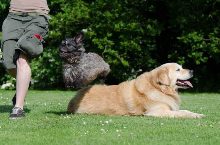 15 Facts Everyone Should Know About Dog Training Part 2