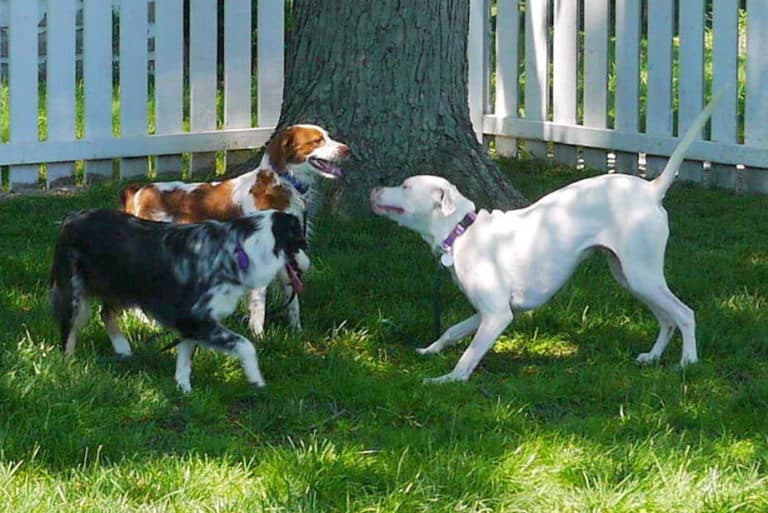 Understanding the Secret Language of Dogs: Body postures