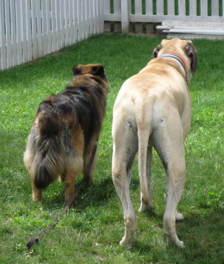 Understanding the Secret Language of Dogs: A tale of the tail