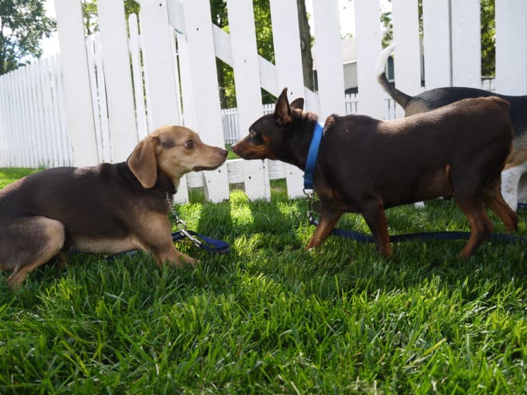 Understanding the Secret Language of Dogs: the fearful or submissive dog