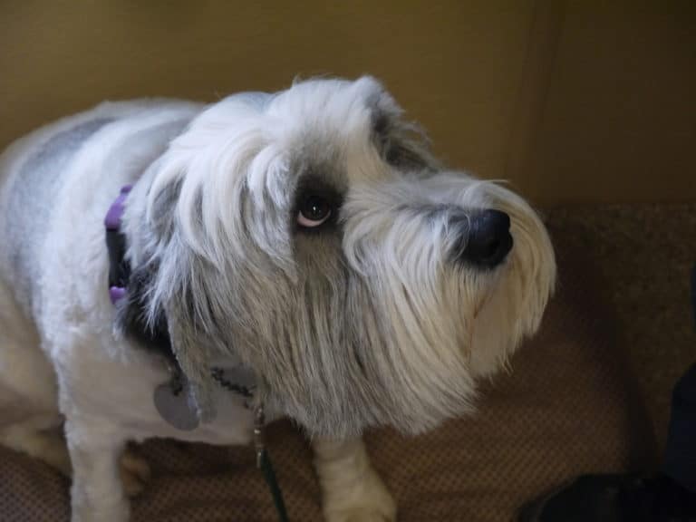 My dog is anxious, do they have separation anxiety?