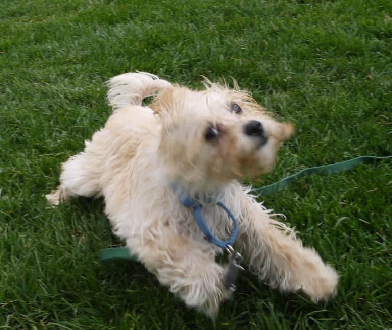 Understanding the Secret Language of Dogs: the alert, aroused or excited dog