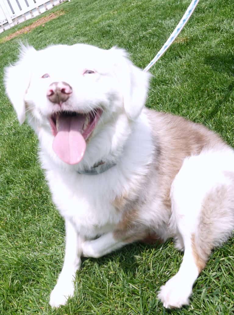 How a remote collar works