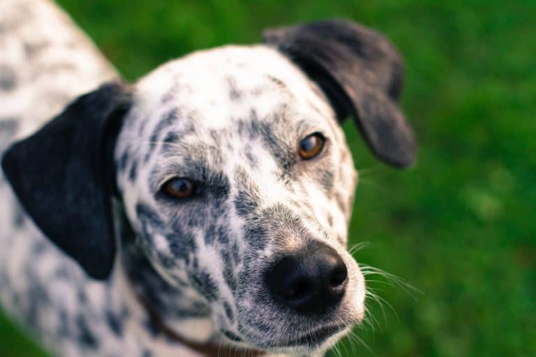 Understanding the Secret Language of Dogs: Reading a dog’s eyes