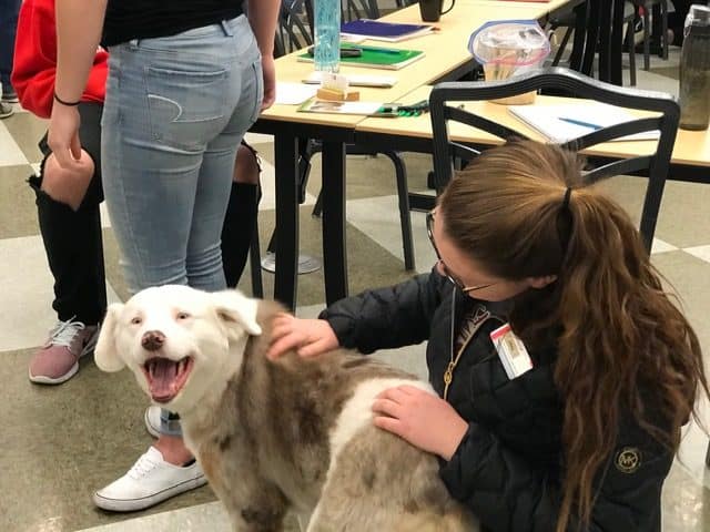 Special Considerations For Owners of Deaf Dogs