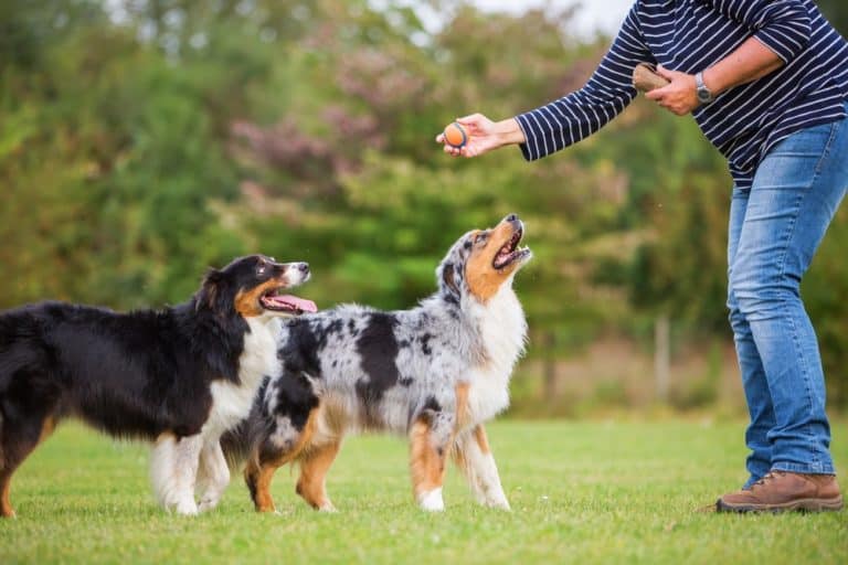 How to Keep Your Dogs Interested With the Training