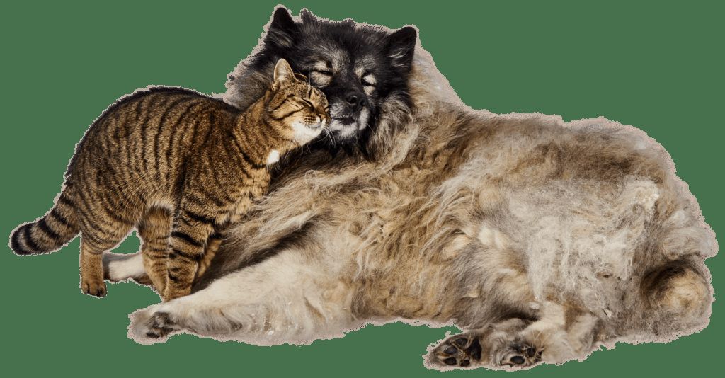 Dog And Cat 3128190 1920