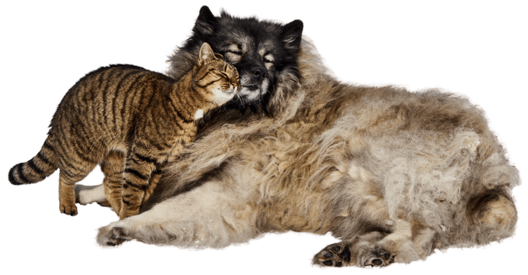 5 steps to stop your pets from fighting like cats and dogs