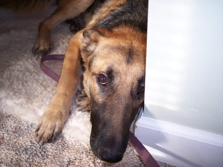 9 ways to treat a dog with separation anxiety