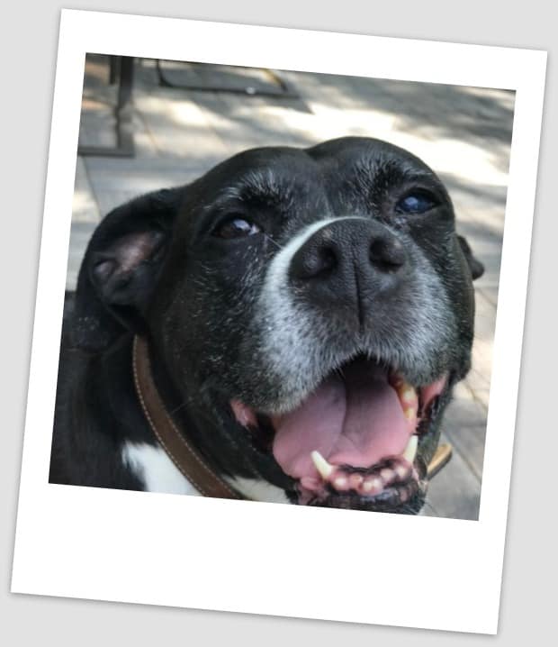 DOG PRODUCT REVIEW: Cool Dog Socks by OurSock.com are for tiny footed people