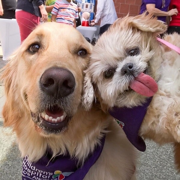 Evaluate the Character of Your Dog