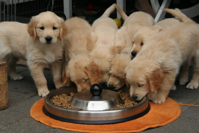 How To Properly Feed Puppies