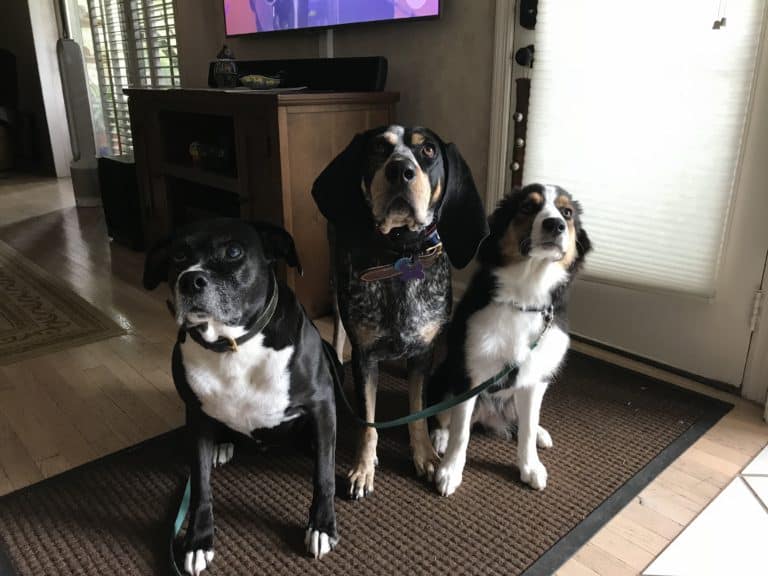 How dogs learn and how to effectively teach them