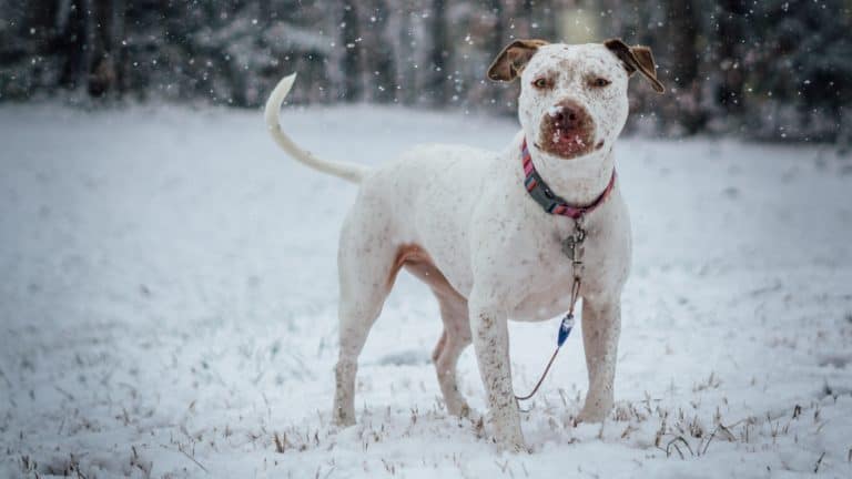 Safety Tips For Winter Travel With A Dog