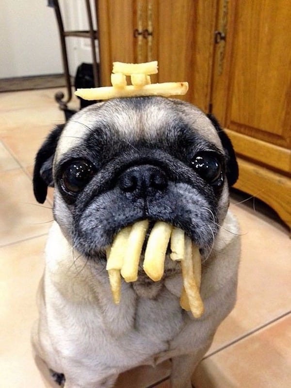 A Quick Guide on Foods Your Dog Should and Shouldn’t Eat