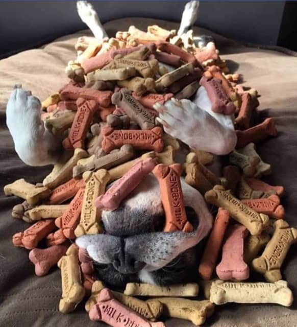 International Dog Biscuit Appreciation Day