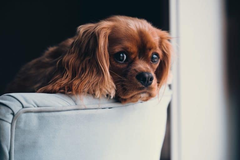 5 Tips In Preparing Your Pets For Your Move