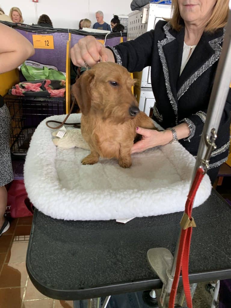 Benefits of dog grooming