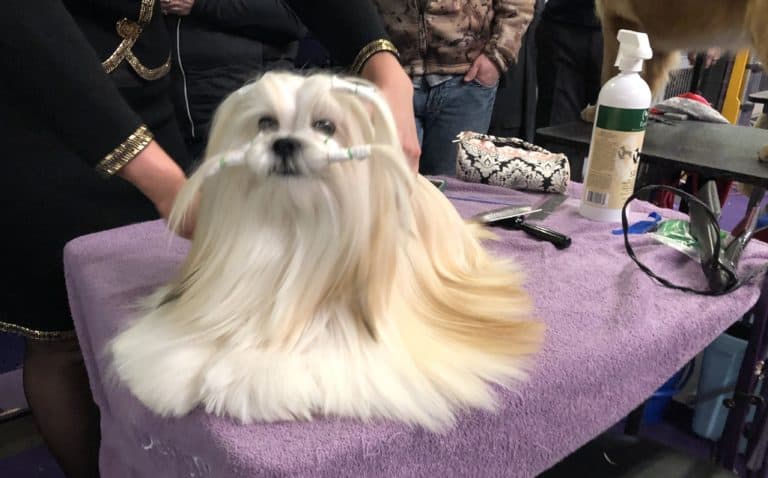 Dog Shedding No More – The Dog’s Owner Guide to Reduce Shedding