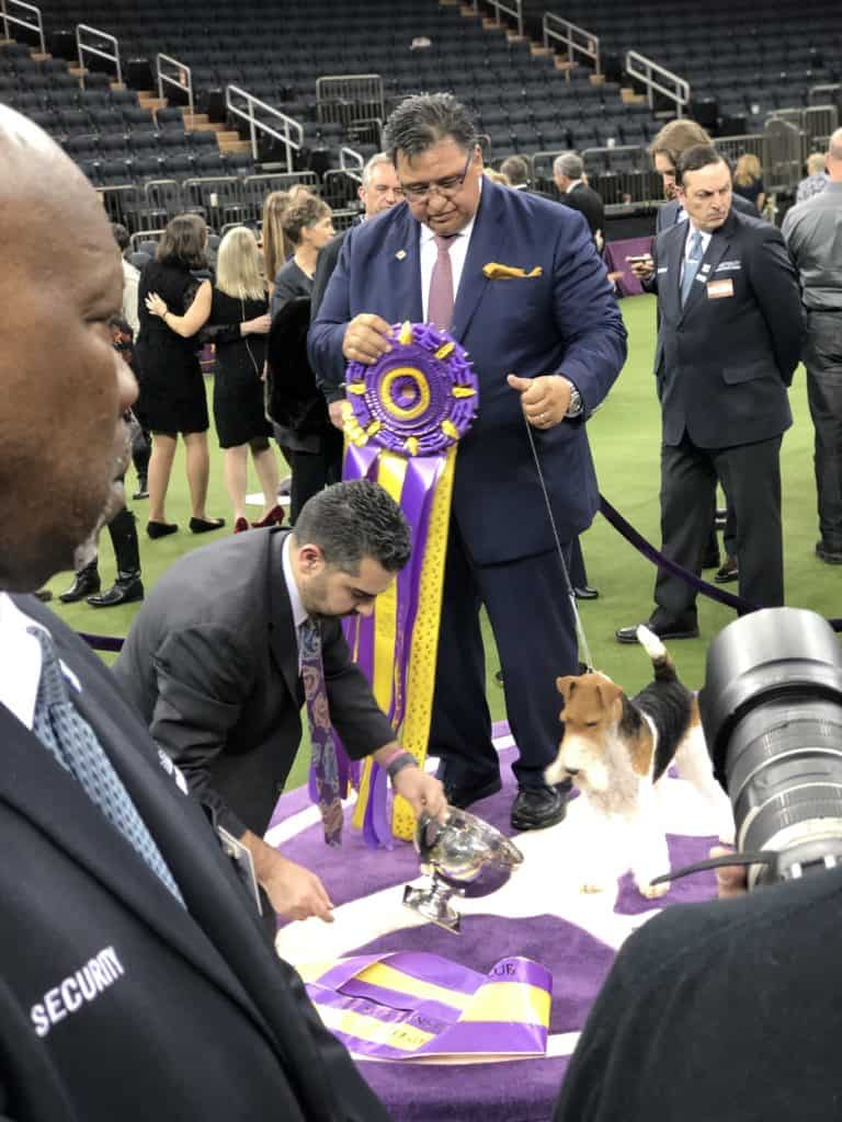 What I learned from Westminster Dog show