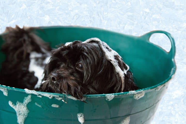 The Ultimate Guide To Dog Shampoo & Conditioner