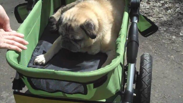 The Ins and Outs of a Big Dog Stroller: Will Your Large Dog Fit?