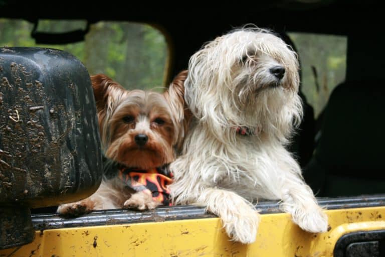Car Travel with Dogs: 10 Tips for Safety and Security