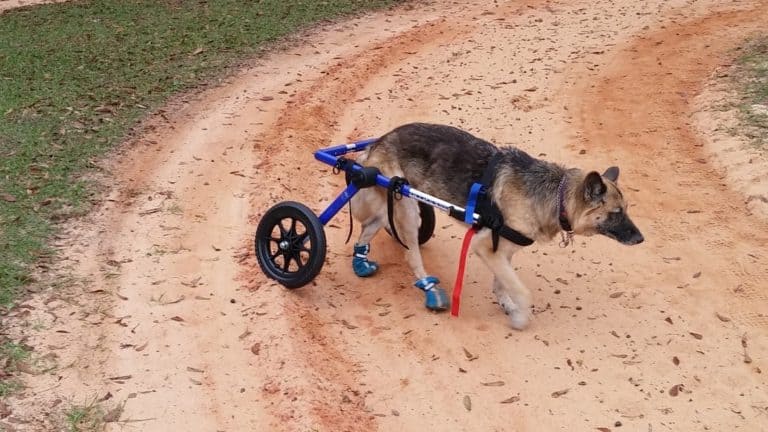 Tips on Training a Handicapped Dog