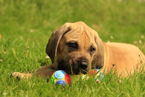 Things To Know Before Buying A Boerboel Puppy For Sale