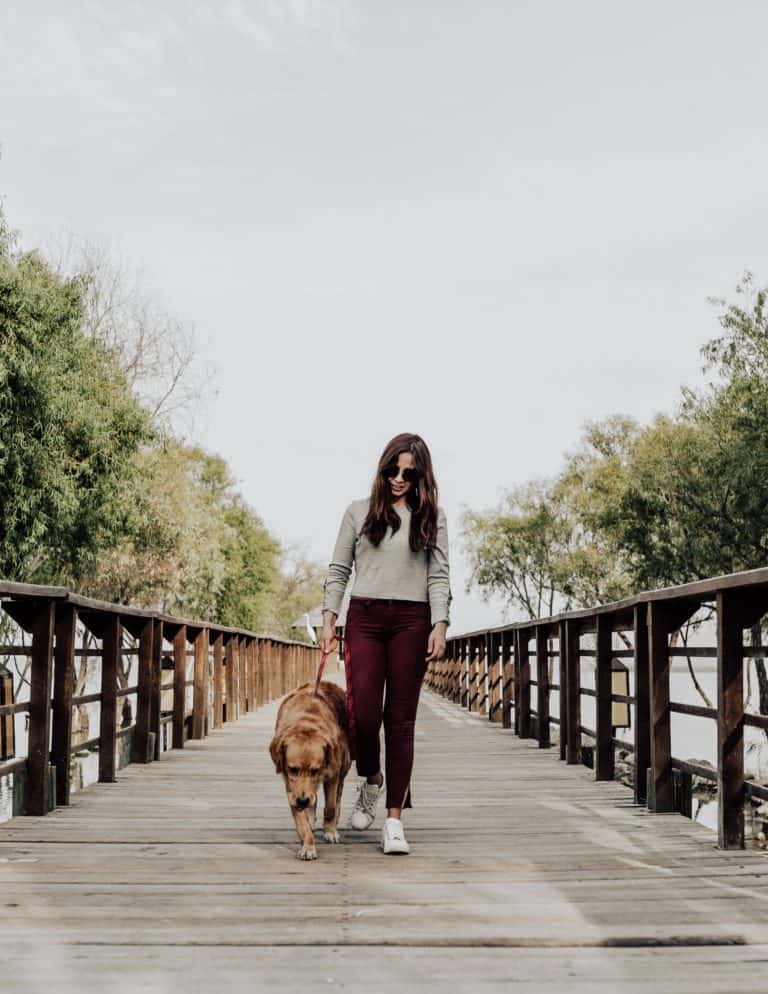 Tips for an Enjoyable and Safe Walk with Your Dog