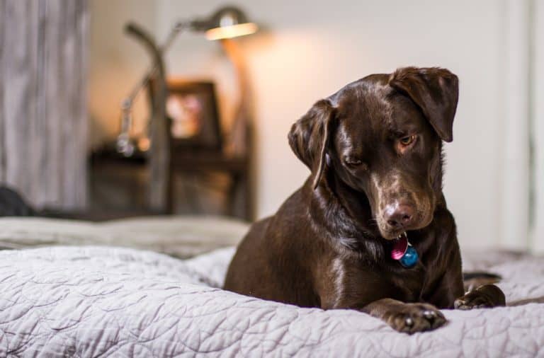 Pros and Cons of Letting Your Dog Sleep in Bed