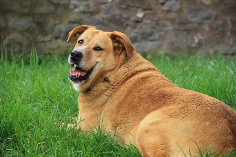 You Must Know These 6 Tips for Losing your Dog’s Weight