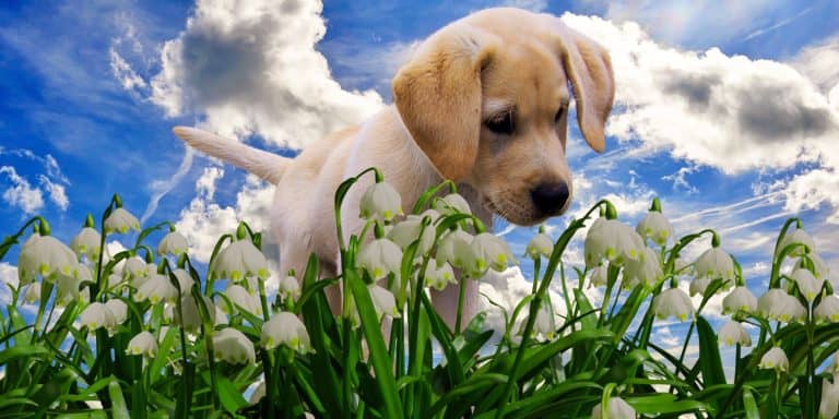 Plants that are Toxic to Dogs