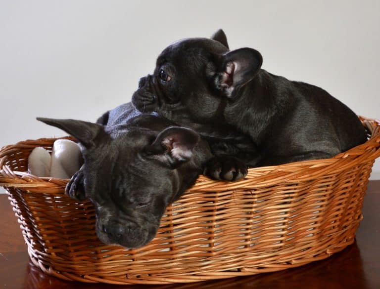 6 Tips to Train Mini French Bulldogs