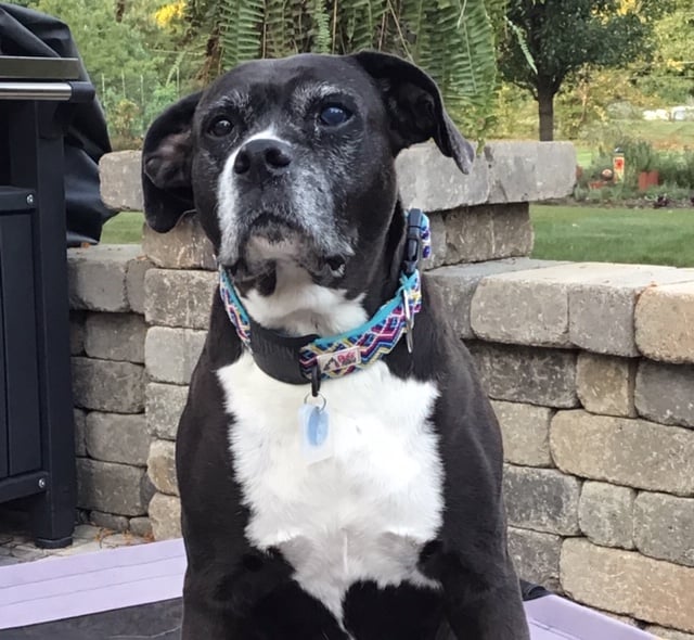 PRODUCT REVIEW:  Darwin’s Natural Pet Products