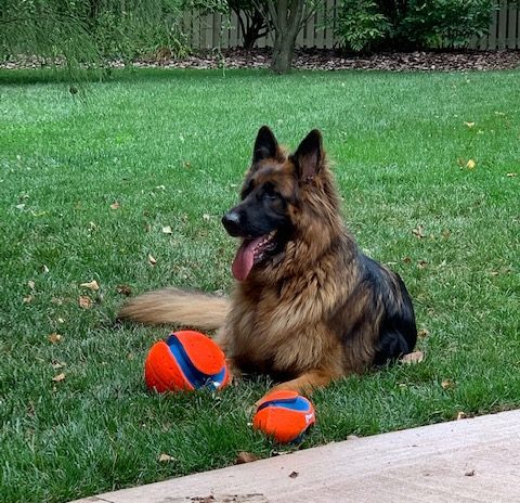 PETMATE:  Pet Products made for and by pet people