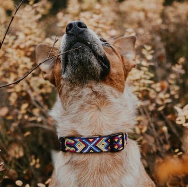 PRODUCT REVIEW:  Ruff on the Road Dog Collars