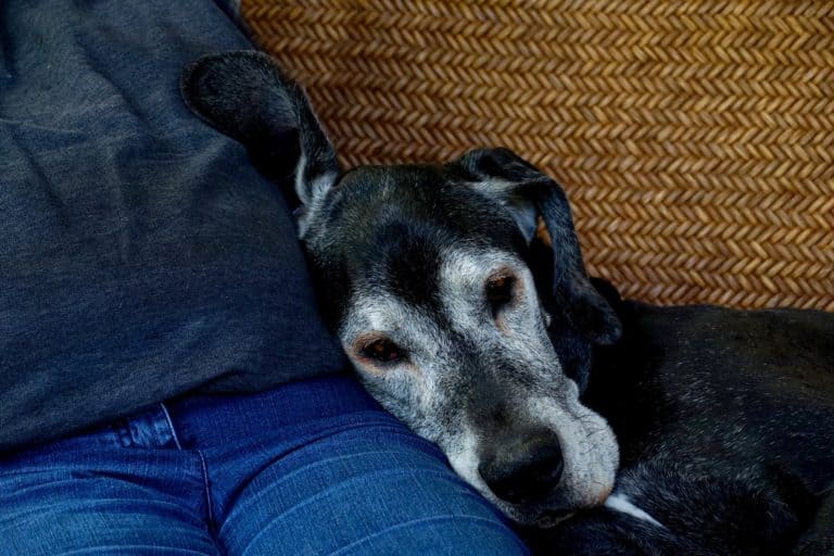 Some Thoughts on End of Life Decisions with Dogs